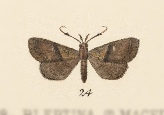 Renia clavalis