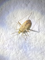 Miridae