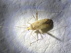 Miridae