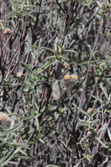 Salix breweri
