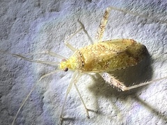 Miridae