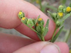 Amblyopappus pusillus