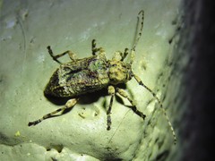 Leptostylus transversus