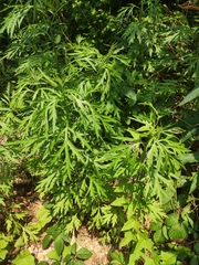 Artemisia lavandulifolia