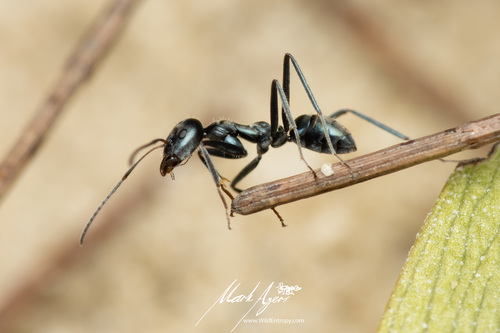 迈氏虹臭蚁Iridomyrmex mayri
