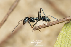 Iridomyrmex mayri