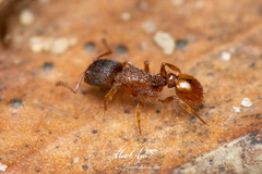 Tetramorium fuscipes