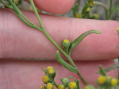 Amblyopappus pusillus