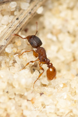 Tetramorium fuscipes