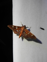 Phostria