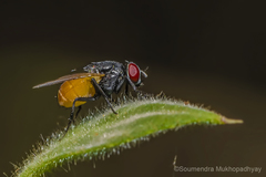Diptera