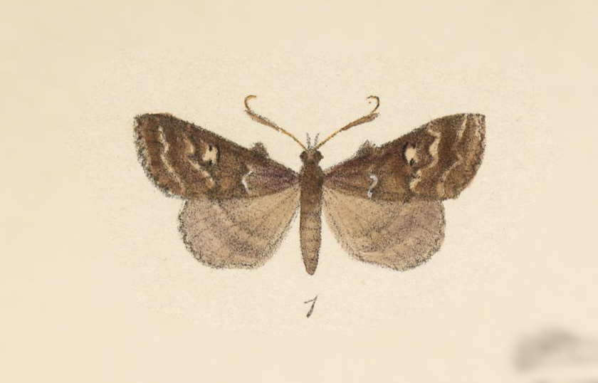 Rejectaria virbiusalis