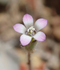 Gilia clivorum