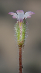 Gilia clivorum