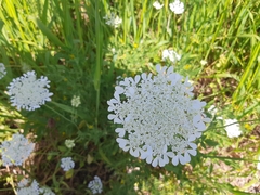 Tordylium trachycarpum
