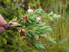 Leptospermum nitidum