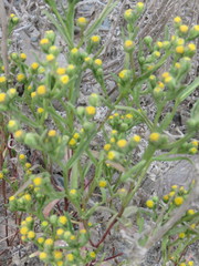 Amblyopappus pusillus