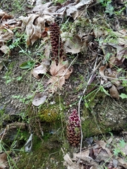Kopsiopsis strobilacea