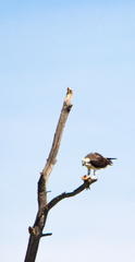 Pandion haliaetus