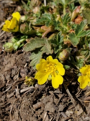 Potentilla albiflora