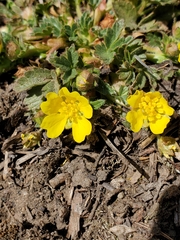 Potentilla albiflora