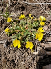 Potentilla albiflora