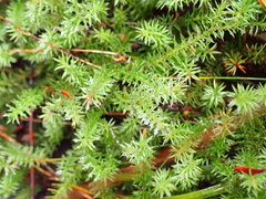 Selaginella uliginosa