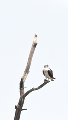 Pandion haliaetus