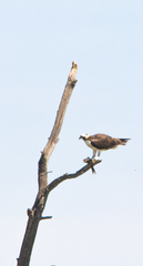 Pandion haliaetus