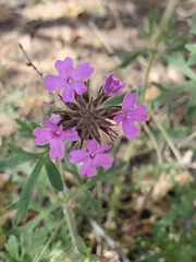 Glandularia chiricahensis