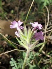 Glandularia chiricahensis