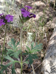 Glandularia chiricahensis