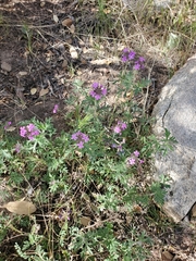 Glandularia chiricahensis