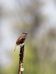 Melospiza melodia