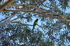 Barnardius zonarius zonarius