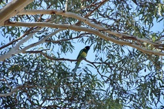 Barnardius zonarius zonarius