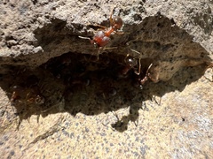 Pheidole obtusospinosa