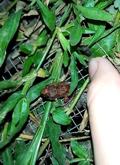 Eleutherodactylus planirostris