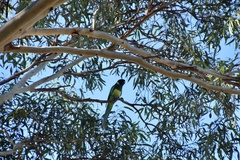 Barnardius zonarius zonarius