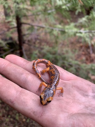 iNaturalist observation photo of Sierra Nevada Ensatina