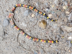 Micrurus tener
