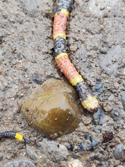 Micrurus tener