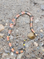 Micrurus tener