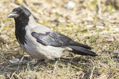 Corvus cornix