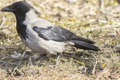 Corvus cornix
