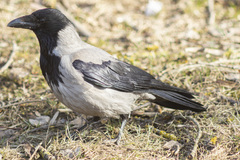 Corvus cornix