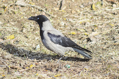 Corvus cornix