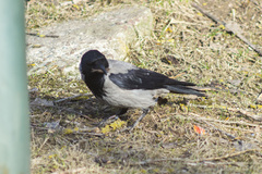 Corvus cornix