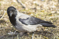 Corvus cornix