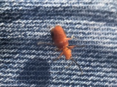 Phyllobrotica sororia